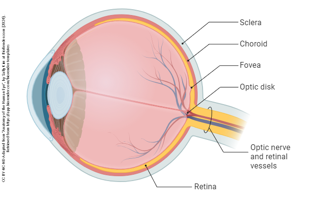 Sagittal section of the human eye with the retina and associated structures labeled.