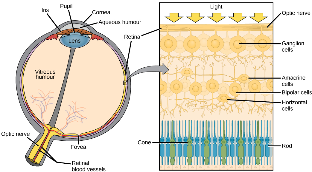 Cross-section of the eye with a detailed diagram of the layers of the retina.