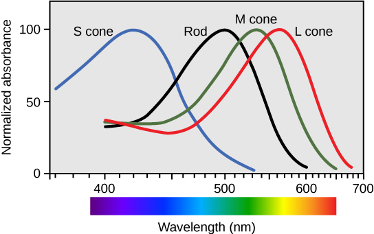 Absorption curves for each of the photoreceptor types.