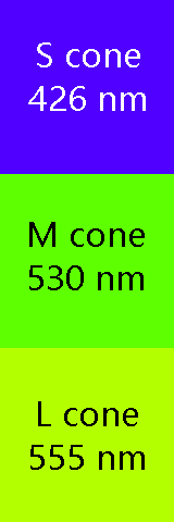 Color blocks corresponding to the three cone absorbance maxima.