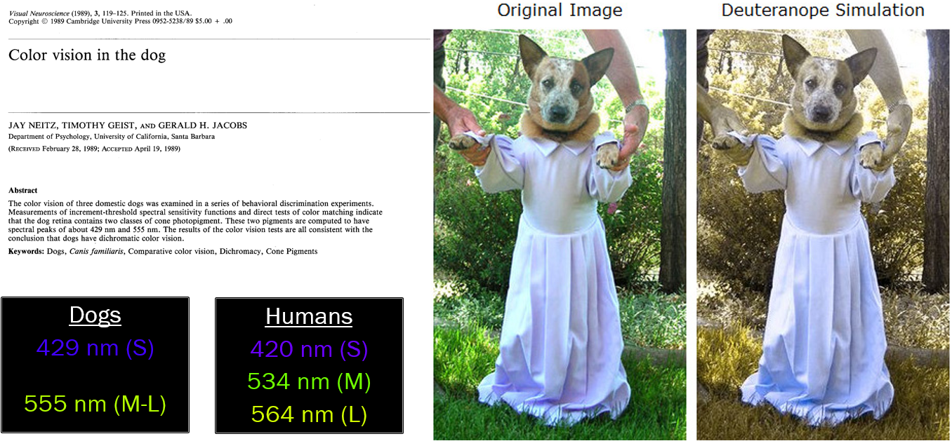 Composite diagram illustrating color vision in the dog, using a dog (Roxy).