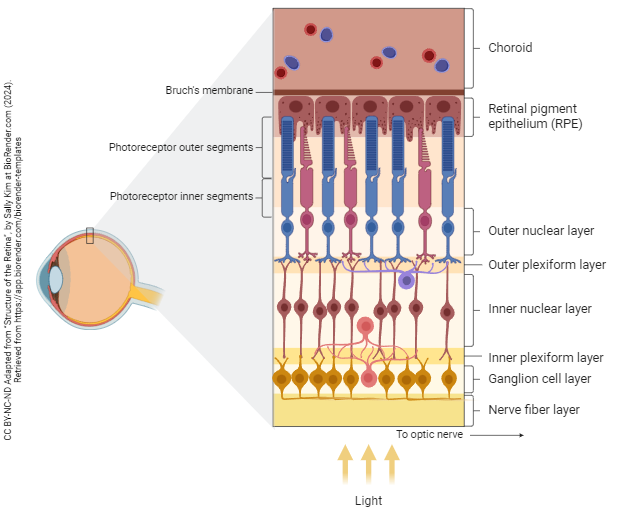 Diagram showing the layers of the retina.