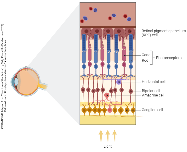 Diagram of the retina showing the different cell types.