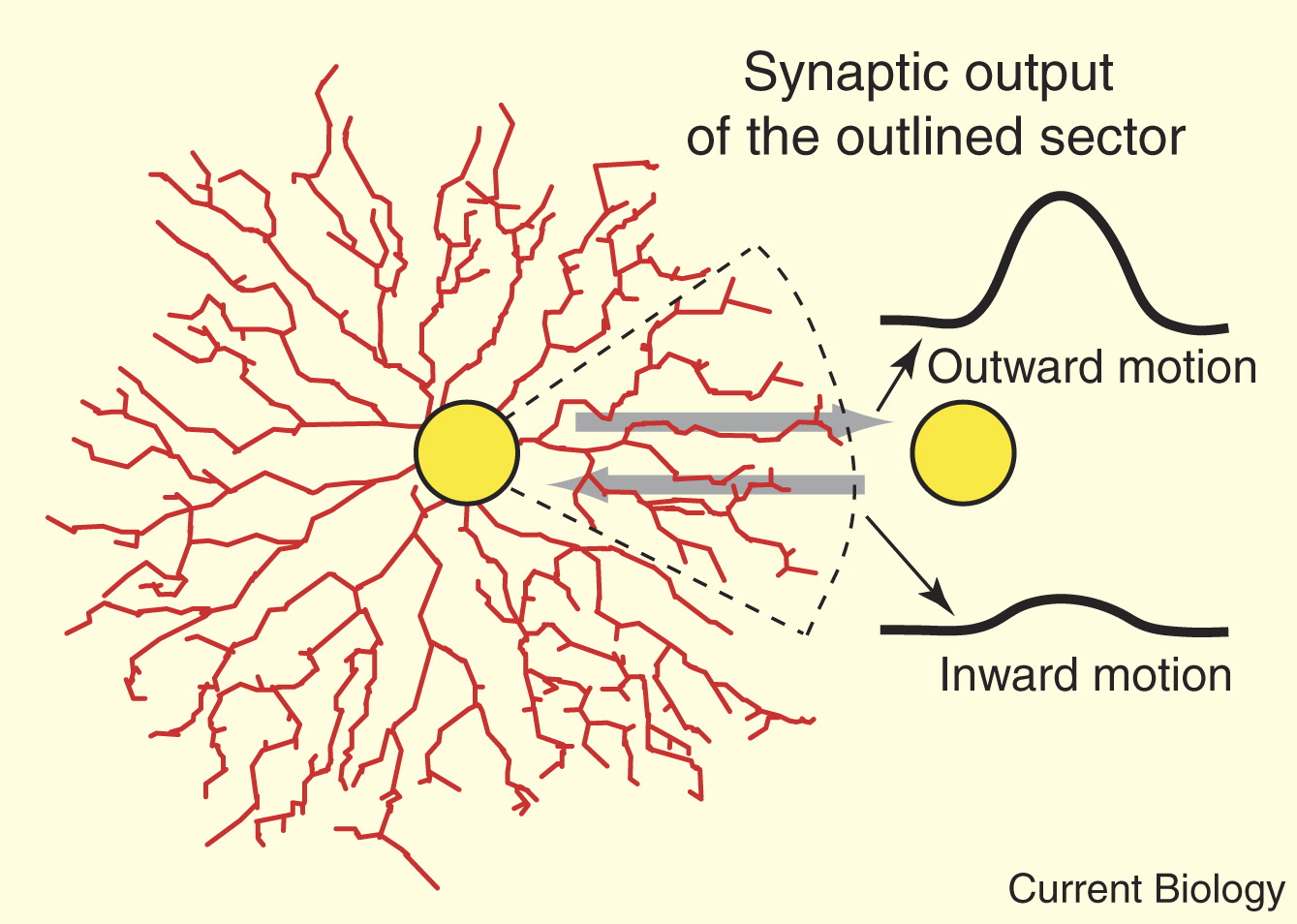 Diagram showing a starburst amacrine cell and how it responds to motion.