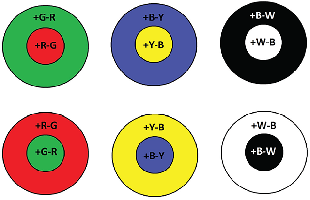 Diagram illustrating color-opponent receptive fields.