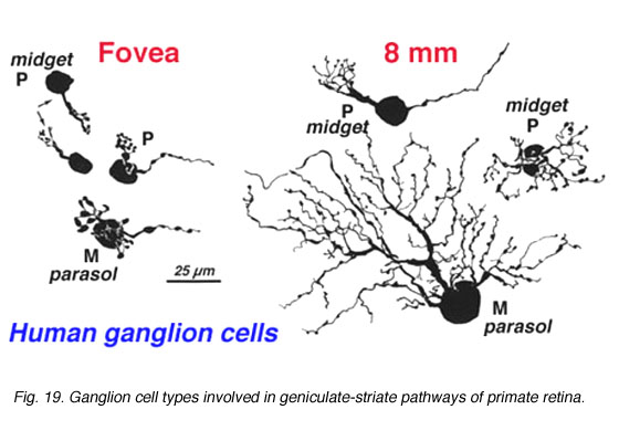 Illustration of the ganglion cell types in the human retina.