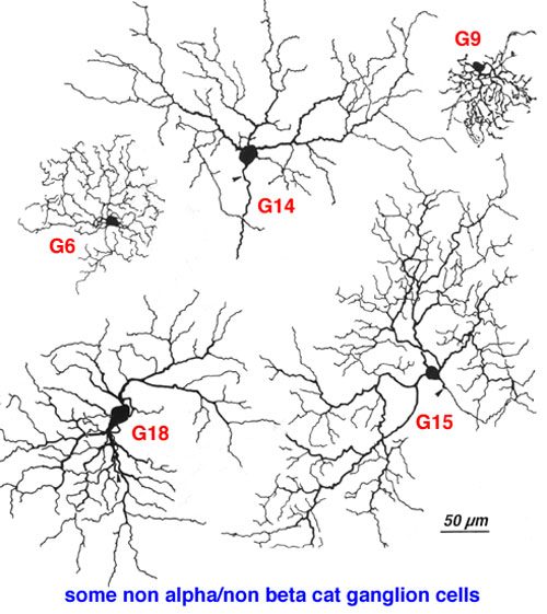 Illustration of the ganglion cell types in the cat retina.