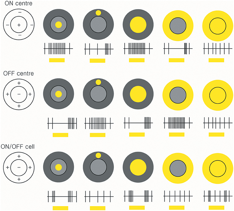 Diagram showing how different types of ganglion cells respond to different stimuli.