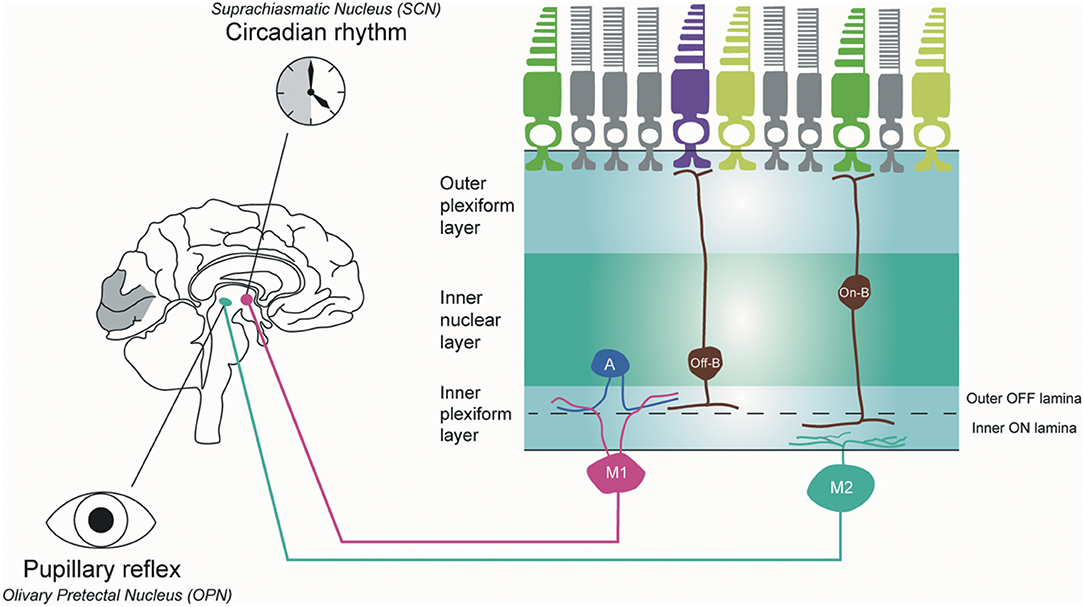 Diagram showing the intrinsically photosensitive ganglion cell.