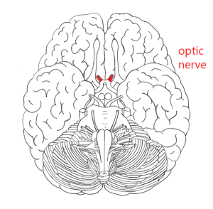 Illustration showing the position of the optic nerves on a ventral view of the brain.