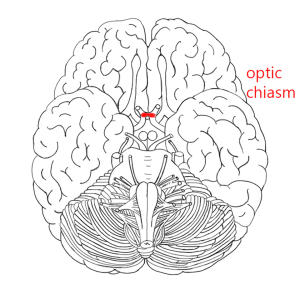 Optic Nerve and Tract – Introduction to Neuroscience