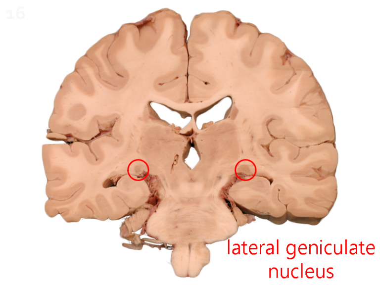 Lateral Geniculate Nucleus (LGN) – Introduction to Neuroscience