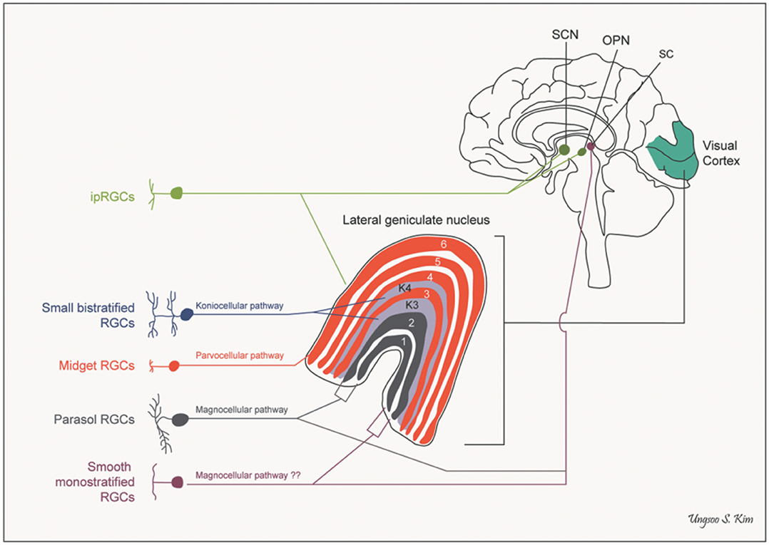 Diagram showing the wiring of the lateral geniculate nucleus (LGN).