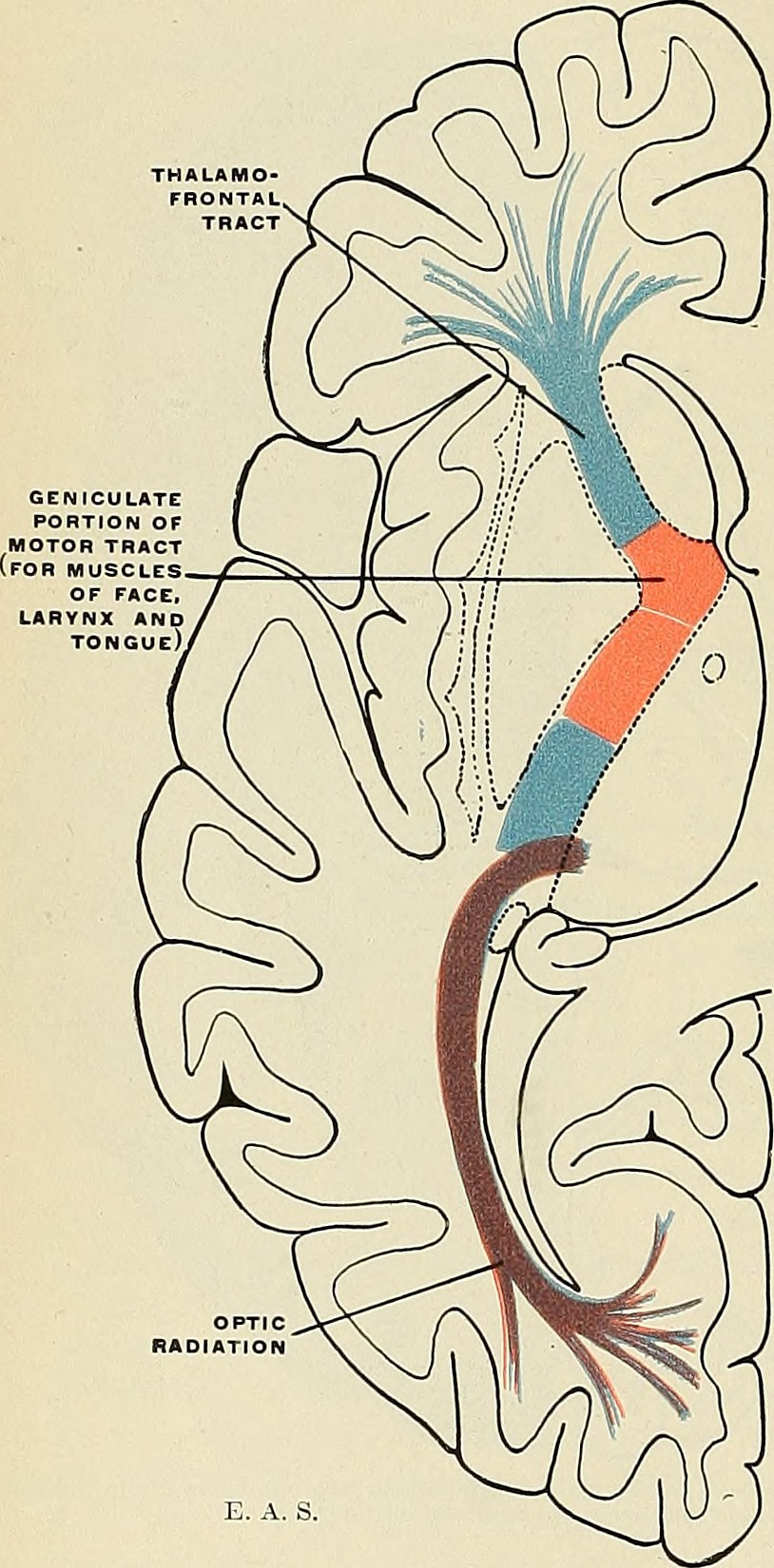 Diagram of the optic radiations from Gray's Anatomy.