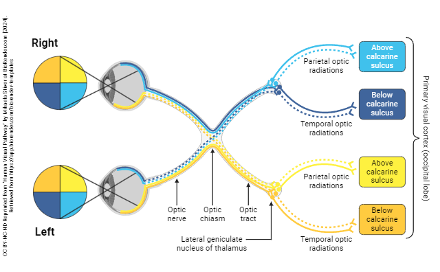 Diagram showing the wiring of the visual system from eye to brain.