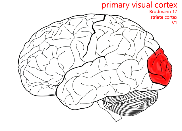 Diagram showing the location of primary visual cortex.