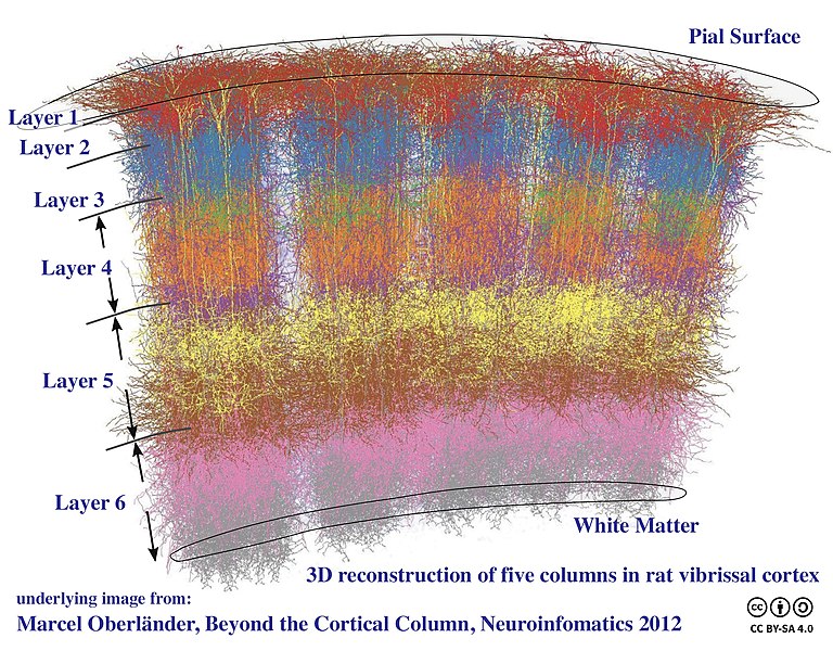 Illustration of cortical columns.