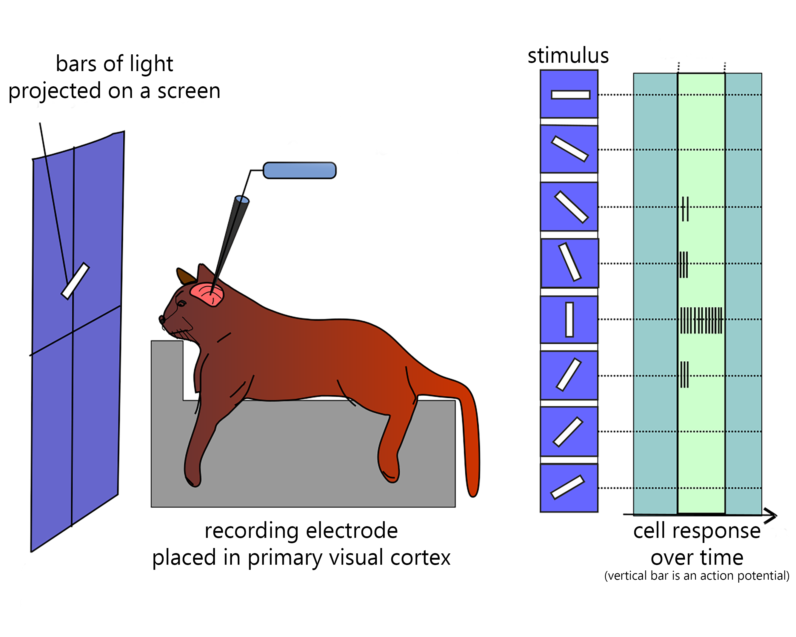 Diagram showing the setup of an experiment designed to locate orientation selective cells in cat V1.