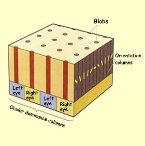 Diagram showing hypercolumns in visual cortex.