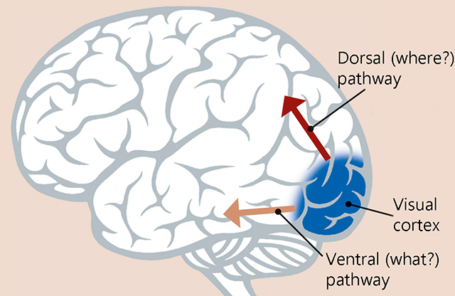 Diagram showing the dorsal and ventral visual pathways.