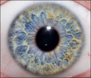 A photograph of the human iris