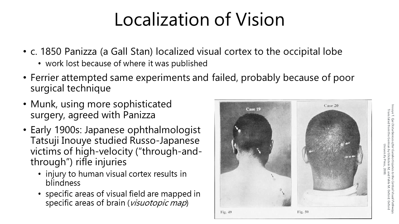 Slide illustrating the localization of visual function by Inouye.