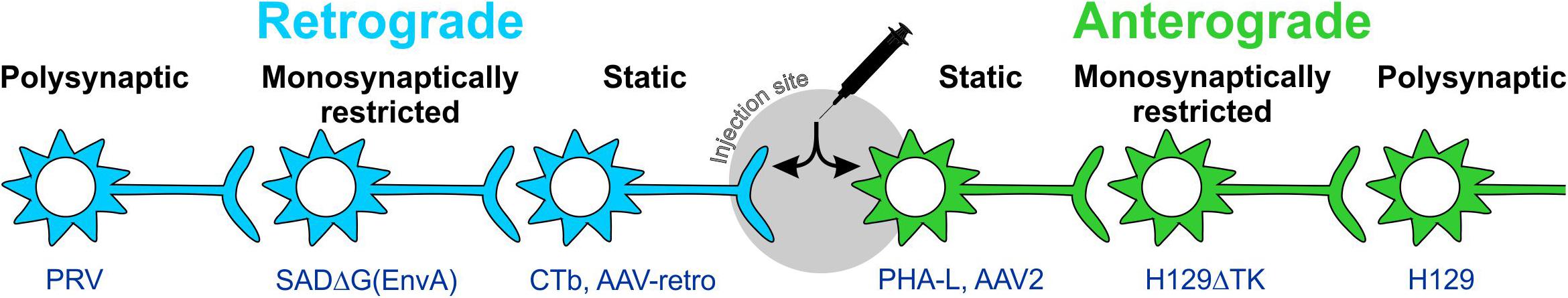 Diagram showing different tools that can be used for pathway tracing.