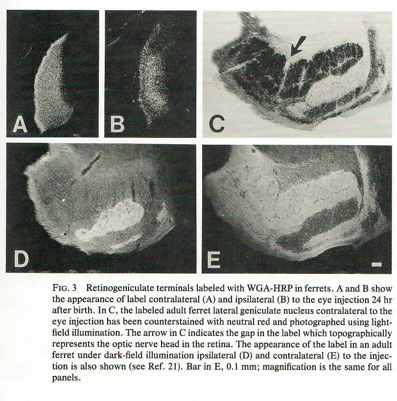 Illustration of the use of WGA-HRP for visual pathway tracing in the ferret.