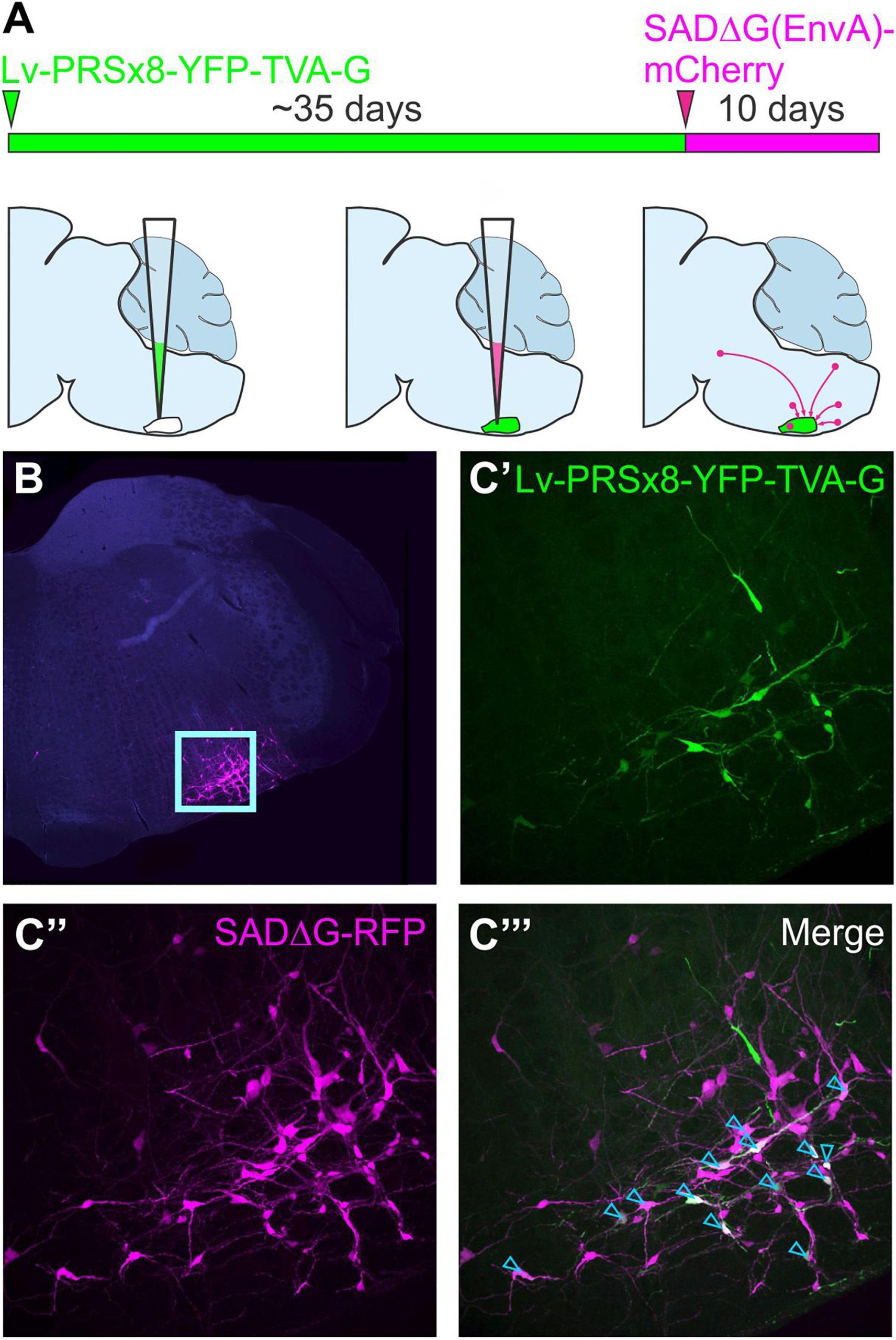 Illustration of monosynaptically restricted retrograde tracing using glycoprotein-deleted rabies.