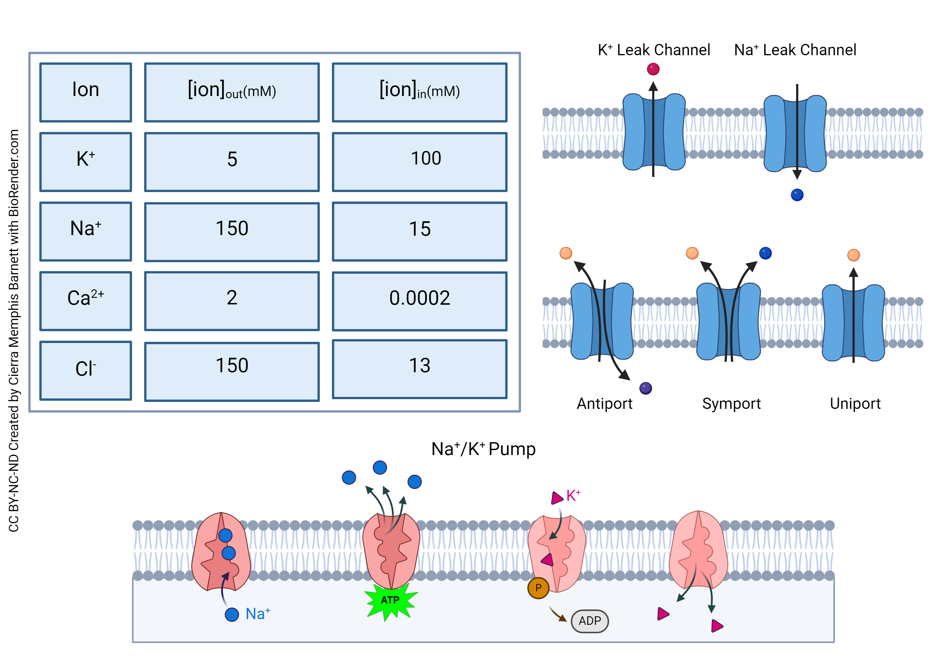 Composite diagram showing the concentrations of various ions inside and outside the cell, and the proteins that contribute to that distribution.