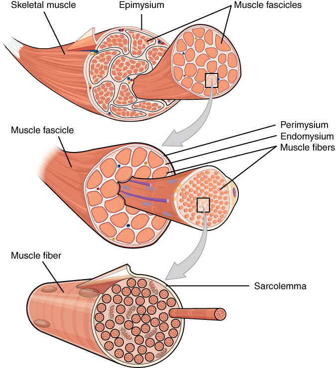 Diagram showing the features of a muscle, including the sarcolemma, epimysium, perimysium, endomysium, and muscle fiber.