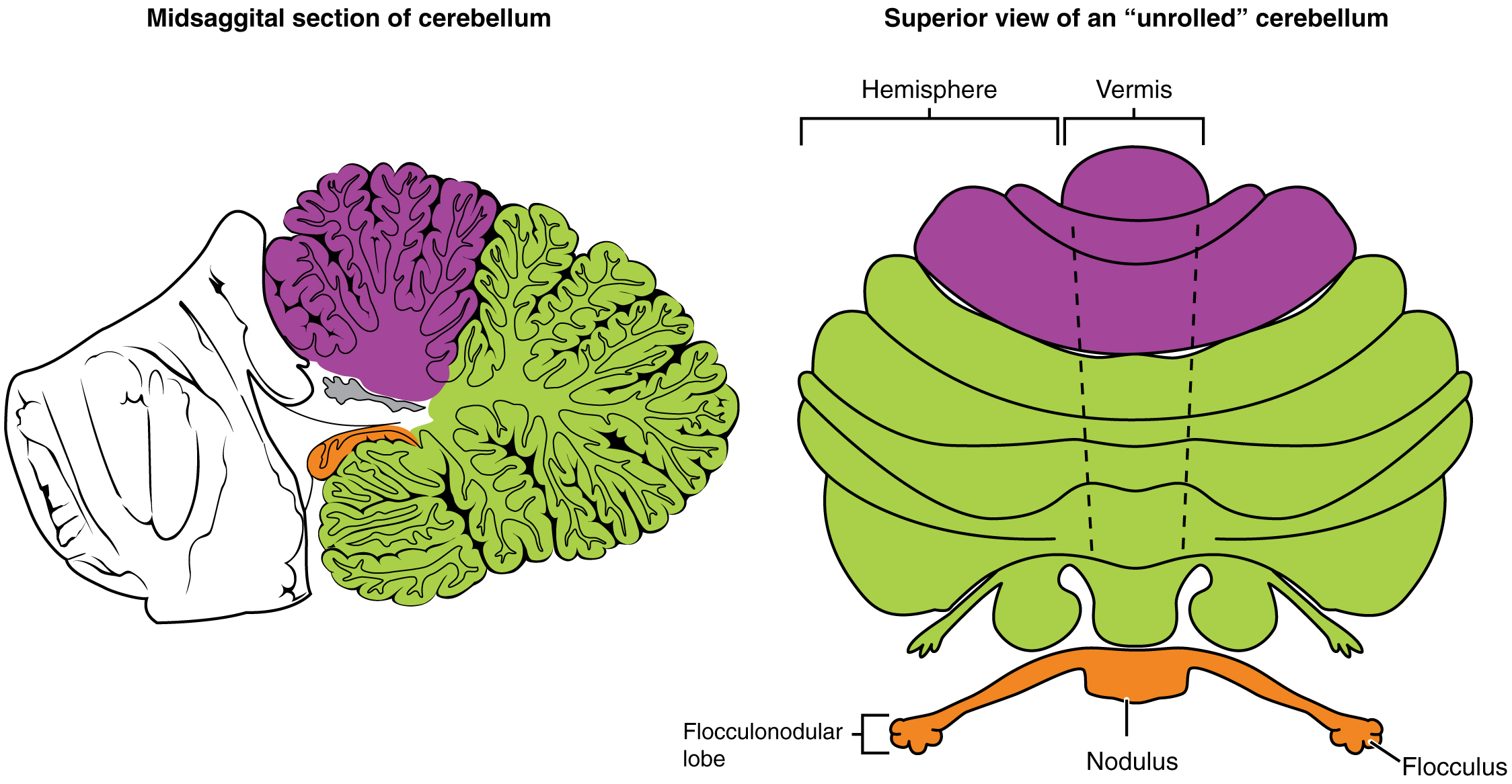 Diagram showing the functional regions of the cerebellum in both midsagittal section and from the posterior (dorsal) view.