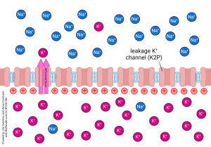 Diagram showing the flow of potassium ions when the inside of the cell is positively charged.