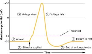 Diagram showing the steps in the generation of an action potential.