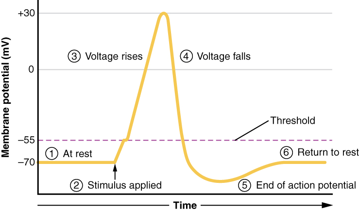 Diagram showing the steps in the generation of an action potential.