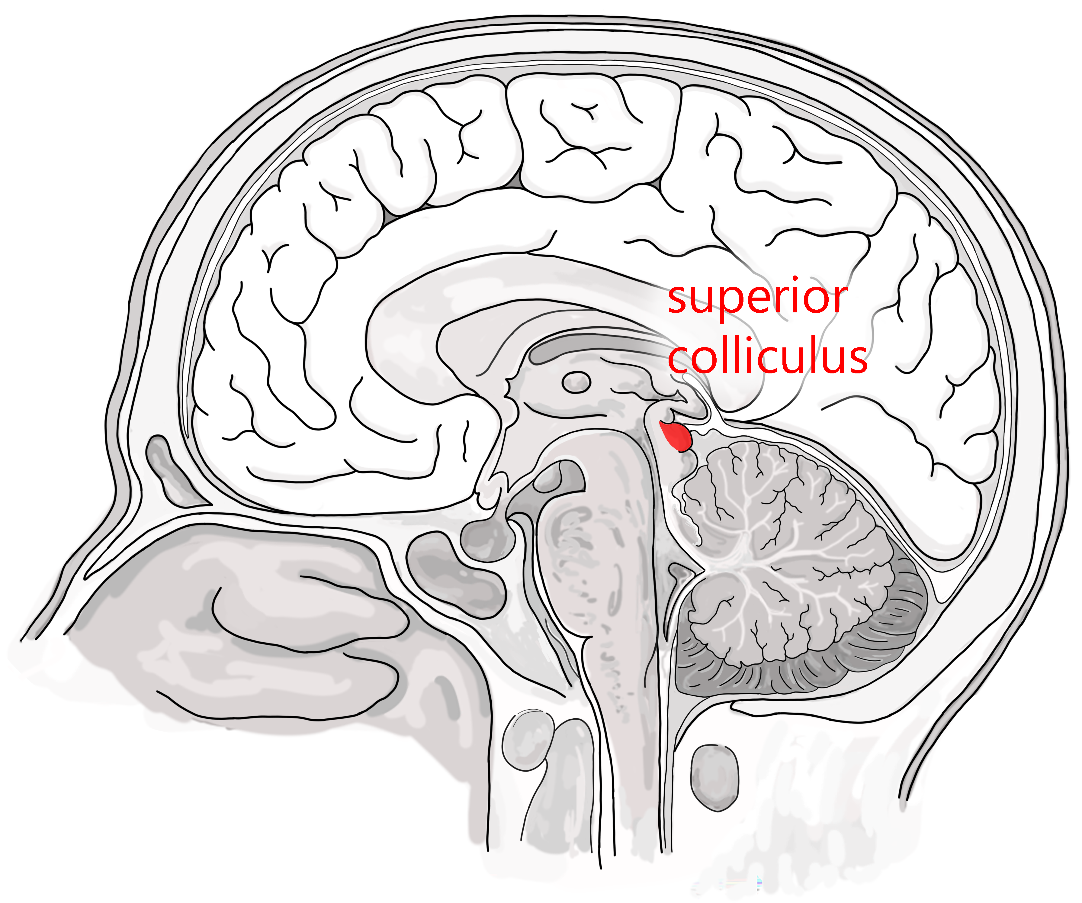 Midsagittal section of the human brain showing the location of the superior colliculus.