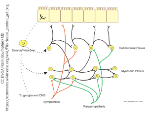 Illustration of neural control of gut wall by sympathetic, parasympathetic and Enteric Nervous system.