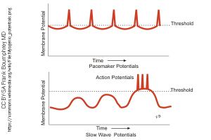 Diagram illustrating slow wave potentials and pacemaker potentials in smooth muscle.
