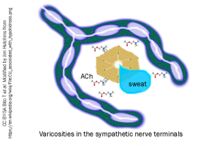 Varicosities in the sympathetic nerve terminals.