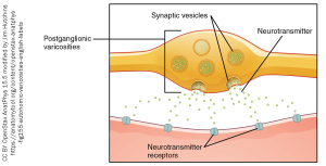 Diagram showing an autonomic varicosity.
