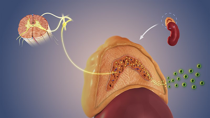 Illustration showing the process of stimulation of adrenal medulla that makes it release adrenaline, that further acts on adrenoreceptors leading to increased sympathetic activity.