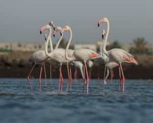 Image of flamingoes with some pink coloration.