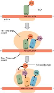 Graphic showing translation step by step.