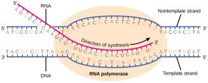 Graphic showing DNA being made into RNA using RNA polymerase.