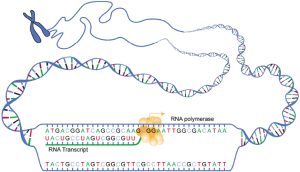 Graphic showing DNA transcription.