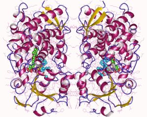 Graphic showing cytochrome P450.