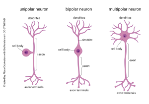 Diagram showing the three canonical shapes of neurons.