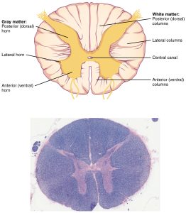 The cross-section of a thoracic spinal cord segment shows the posterior, anterior, and lateral horns of gray matter, as well as the posterior, anterior, and lateral columns of white matter.