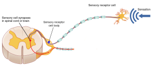 Diagram showing how sensory information is processed in the somatosensory system.