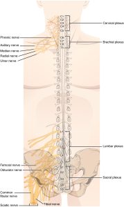 There are four main nerve plexuses in the human body. The cervical plexus supplies nerves to the posterior head and neck, as well as to the diaphragm. The brachial plexus supplies nerves to the arm. The lumbar plexus supplies nerves to the anterior leg. The sacral plexus supplies nerves to the posterior leg.